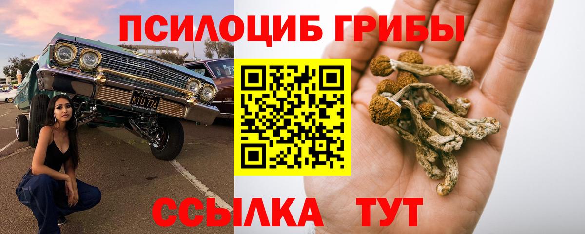 Галлюциногенные грибы Psilocybe Добрянка